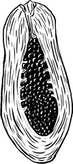 Sketch papaya. Hand drawn minimal design. Perfect for wallpaper, template, banner, wall decor, print, postcard, cover. Vector illustration