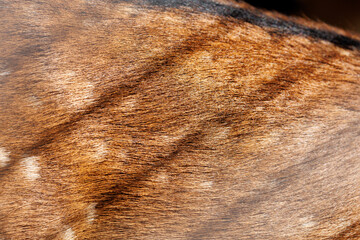 Texture of deer skin and fur, white spots on red fur.
