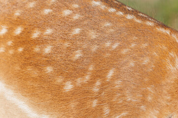 Texture of deer skin and fur, white spots on red fur.