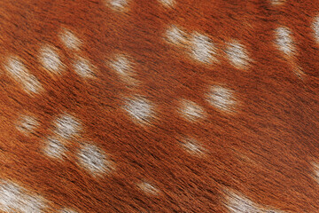 Texture of deer skin and fur, white spots on red fur.
Background for design.