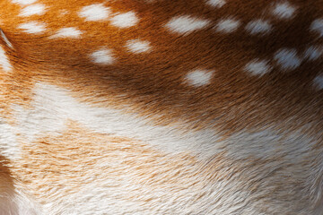 Texture of deer skin and fur, white spots on red fur.
Background for design.
