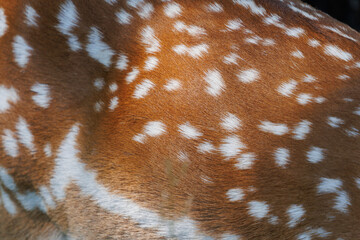 Texture of deer skin and fur, white spots on red fur.