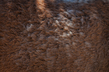 The texture of the skin and wool of a pig, horse, cow, sheep. Background for design.