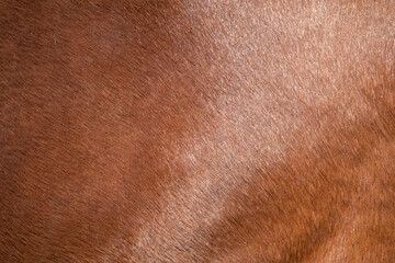 The texture of the skin and wool of a pig, horse, cow, sheep. Background for design.