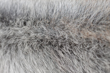 The texture of the skin and wool of a pig, horse, cow, sheep. Background for design.