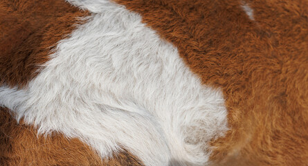 The texture of the skin and wool of a pig, horse, cow, sheep. Background for design.