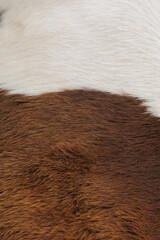 The texture of the skin and wool of a pig, horse, cow, sheep. Background for design.