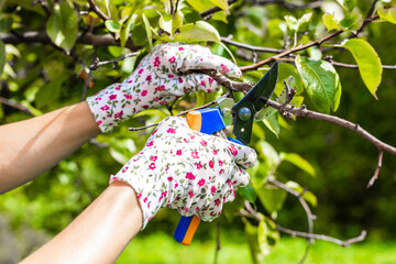 woman in gardening gloves cutting dry branch with scissors.  a gloved hand holds scissors with...