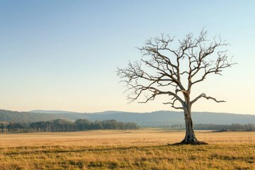 Fototapeta premium A Single Dead Tree Standing in a Field