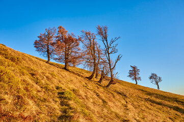 A group of bare autumn trees stands on a leaf-covered hillside under a clear blue sky. The golden sunlight enhances the warm tones of the fallen leaves and the trees' remaining foliage.