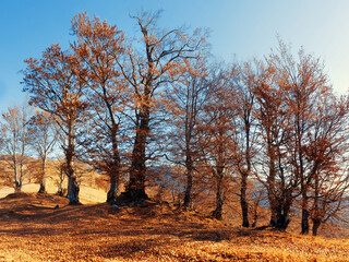 A group of bare autumn trees stands on a leaf-covered hillside under a clear blue sky. The golden sunlight enhances the warm tones of the fallen leaves and the trees' remaining foliage.