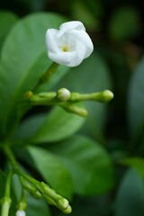 White flowers on a green leaves background