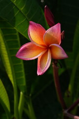 Pink frangipani flowers on a green leaf background.