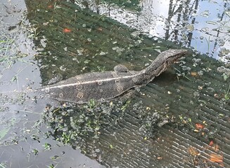 A four-legged reptile that crawls in water.