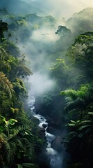 Fototapeta premium Foggy tropical forest nature vegetation outdoors.