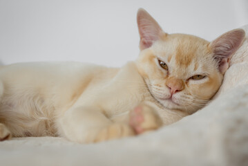 Adorable red Burmese kitten sleeping or resting sweetly