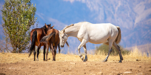 A herd of horses graze in the meadow in summer, eat grass, walk and frolic. Pregnant horses and foals, livestock breeding concept.