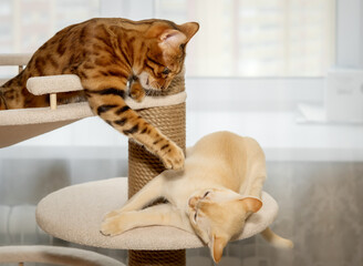 Two cats fighting on a cat tree.