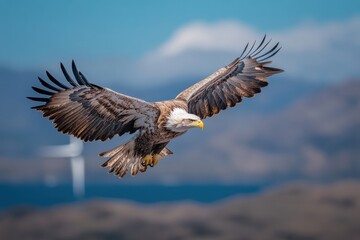 Obraz premium A grand eagle glides through the air with spreading wings, showing a striking contrast against the backdrop of a wind turbine, emphasizing coexistence of wildlife and technology.