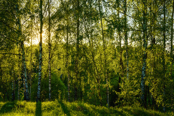 Grove of birches with young green leaves at sunset or sunrise in spring or summer.