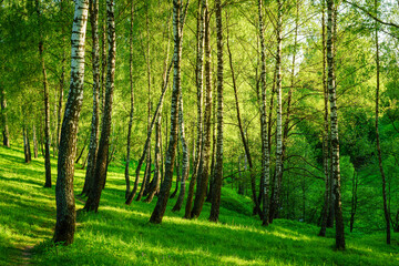 Fototapeta premium Grove of birches with young green leaves at sunset or sunrise in spring or summer.