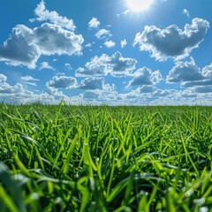 Obraz premium Field of grass with a bright sun in the background, nature background