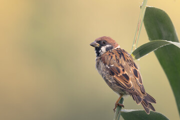 sparrow on a branch