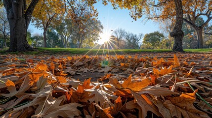 Obraz premium A sunlit park scene captured during autumn, showcasing a beautiful spread of fallen leaves on the ground and trees framed by clear blue skies