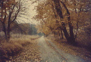 Fototapeta premium Misty morning in the forest. Vintage film photo of landscape. Generative AI. 