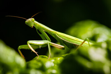 Praying Mantis (Mantis religiosa) on black background, closeup of photo.