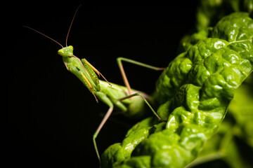 Praying Mantis (Mantis religiosa) on black background, closeup of photo.