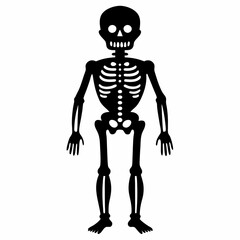 3d rendered illustration of a skeleton