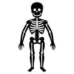 3d rendered illustration of a human skull