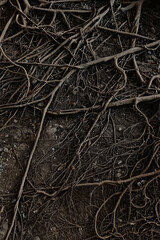 Beautiful texture of tree roots view from above. Natural pattern of climbing roots and vines
