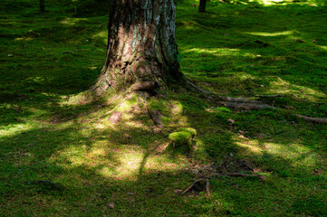 苔の生えた木と木漏れ日