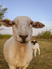 Obraz premium Sheep