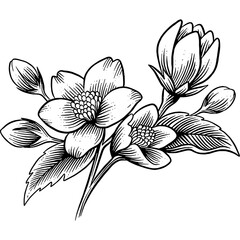 Hand drawn Jasmine Flowers Sketch Illustration Engraving Woodcut Vintage Style Vector Line Art