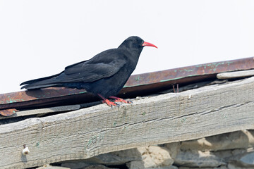 A red-billed chough (Pyrrhocorax pyrrhocorax) perched on a roof.