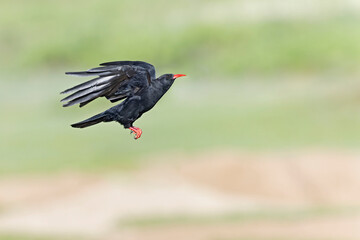an adult red-billed chough (Pyrrhocorax pyrrhocorax) in flight.