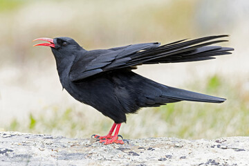 A red-billed chough (Pyrrhocorax pyrrhocorax) calling with spread wings.