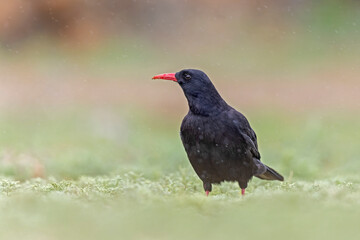 A red-billed chough (Pyrrhocorax pyrrhocorax) in the grass photographed from a low angle.