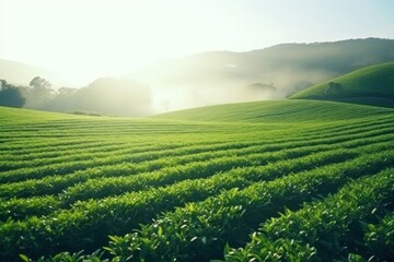 Fototapeta premium Tea farm in morning outdoors nature plant.