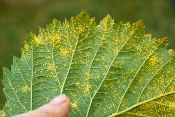 Detail of leaf rust in a leaves of blackberry plant.  Kuehneola uredinis is a fungal pathogen that...