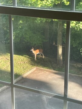 Deer near trees in light & shadow