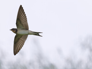 ツバメの飛翔シーン