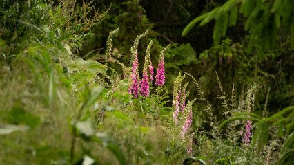 Naparstnica purpurowa (Digitalis purpurea) © Grzegorz