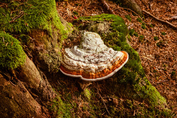 Huba w lesie. © Grzegorz