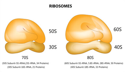 Ribosome classification