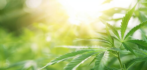 Obraz premium A leafy green cannabis plant with a stem and a bud