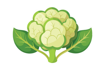 Cauliflower Sprouts vector illustration isolated in white background